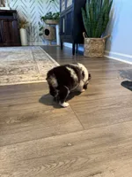 AKC Blue Merle Male - TIM, a male Australian Shepherd for sale in Ludowici, GA – 8 of 10