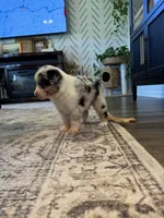 AKC Blue Merle Male - CHONK, a male Australian Shepherd for sale in Ludowici, GA – 3 of 9
