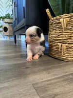 AKC Blue Merle Male - TIM, a male Australian Shepherd for sale in Ludowici, GA – 3 of 10