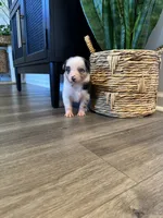 AKC Blue Merle Male - TIM, a male Australian Shepherd for sale in Ludowici, GA – 7 of 10