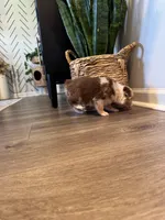 AKC Red Merle Female - PENNY, a female Australian Shepherd for sale in Ludowici, GA – 4 of 9
