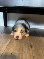 AKC Blue Merle Male - BOB, a male Australian Shepherd for sale in Ludowici, GA – 4 of 9