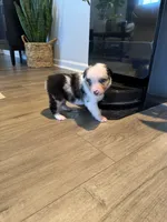 AKC Blue Merle Male - TIM, a male Australian Shepherd for sale in Ludowici, GA – 10 of 10