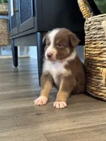 AKC Red Tri Male - Junior, a male Australian Shepherd for sale in Ludowici, GA – 5 of 7