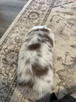 AKC Red Merle Male - DOUG, a male Australian Shepherd for sale in Ludowici, GA – 8 of 8