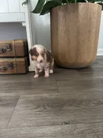 AKC Red Merle Female - DAISY, a female Australian Shepherd for sale in Ludowici, GA – 8 of 10