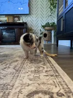 AKC Blue Merle Male - CHONK, a male Australian Shepherd for sale in Ludowici, GA – 2 of 9