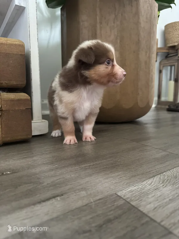 AKC Red Merle Female - DAISY, a female Australian Shepherd for sale in Ludowici, GA – 1 of 10