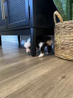 AKC Blue Merle Male - TIM, a male Australian Shepherd for sale in Ludowici, GA – 5 of 10