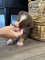 AKC Red Tri Male - Junior, a male Australian Shepherd for sale in Ludowici, GA – 4 of 7