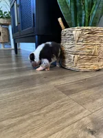AKC Blue Merle Male - TIM, a male Australian Shepherd for sale in Ludowici, GA – 4 of 10