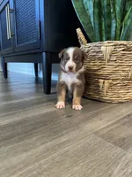AKC Red Tri Male - Junior, a male Australian Shepherd for sale in Ludowici, GA – 3 of 7