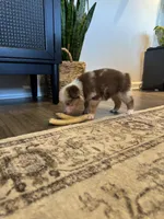 AKC Red Merle Female - PENNY, a female Australian Shepherd for sale in Ludowici, GA – 9 of 9