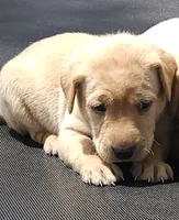 Maverick , a male Labrador Retriever for sale in Saronville, NE – 1 of 1