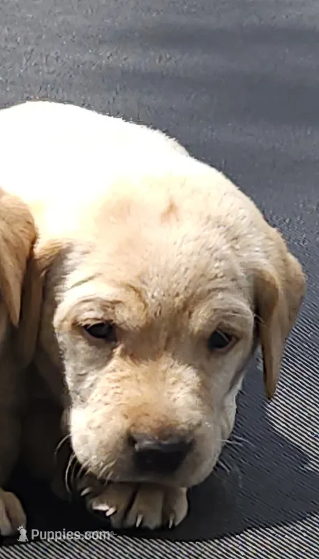 Goose – Labrador Retriever puppy for sale in Saronville, NE