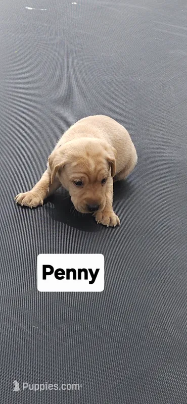 Penny – Labrador Retriever puppy for sale in Saronville, NE