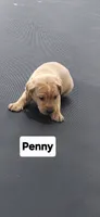 Penny, a female Labrador Retriever for sale in Saronville, NE – 1 of 1