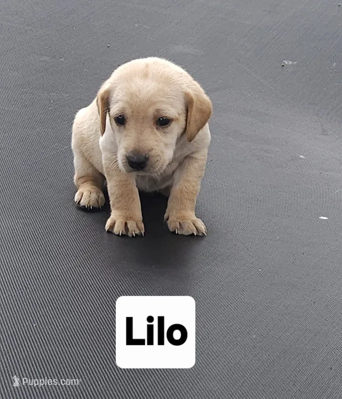 Lilo – Labrador Retriever puppy for sale in Saronville, NE