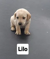 Lilo, a female Labrador Retriever for sale in Saronville, NE – 1 of 1