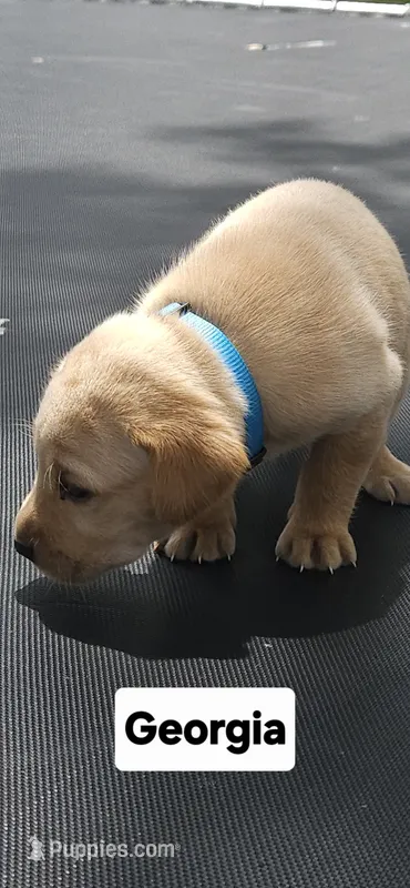 Georgia  – Labrador Retriever puppy for sale in Saronville, NE
