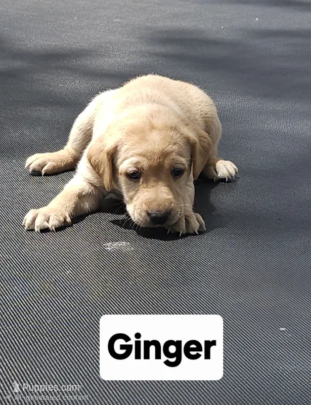 Ginger – Labrador Retriever puppy for sale in Saronville, NE