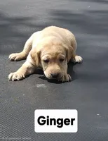 Ginger, a female Labrador Retriever for sale in Saronville, NE – 1 of 1