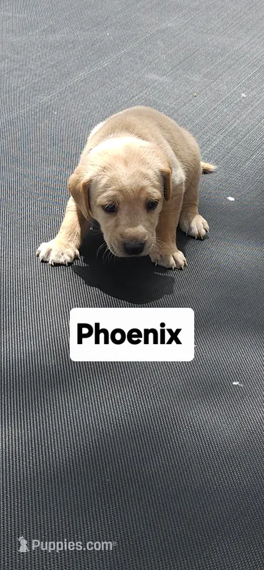 Phoenix – Labrador Retriever puppy for sale in Saronville, NE