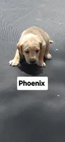 Phoenix, a female Labrador Retriever for sale in Saronville, NE – 1 of 1