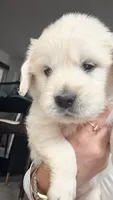 Puppy Love , a female Golden Retriever and English Cream Golden Retriever for sale in Miami, FL – 4 of 6