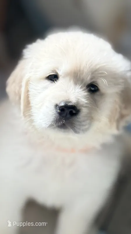 Puppy Love  – Golden Retriever, English Cream Golden Retriever puppy for sale in Miami, FL