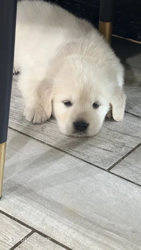 Puppy Love  – Golden Retriever, English Cream Golden Retriever puppy for sale in Miami, FL