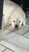 Puppy Love , a female Golden Retriever and English Cream Golden Retriever for sale in Miami, FL – 1 of 6