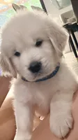 Puppy Love , a female Golden Retriever and English Cream Golden Retriever for sale in Miami, FL – 6 of 6