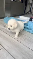 Puppy Love , a female Golden Retriever and English Cream Golden Retriever for sale in Miami, FL – 5 of 6