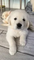 Puppy Love , a female Golden Retriever and English Cream Golden Retriever for sale in Miami, FL – 2 of 6