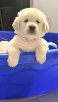 Puppy Love , a female Golden Retriever and English Cream Golden Retriever for sale in Miami, FL – 3 of 6