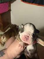 Beast, a male English Bulldog for sale in Elizabethton, TN – Photo 3 of 3