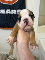 Beast, a male English Bulldog for sale in Elizabethton, TN – Photo 2 of 3