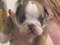 Beast, a male English Bulldog for sale in Elizabethton, TN – Photo 1 of 3