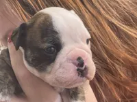 Big Head, a male English Bulldog for sale in Elizabethton, TN – Photo 4 of 6