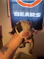 Big Head, a male English Bulldog for sale in Elizabethton, TN – Photo 3 of 6