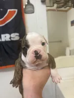 Big Head, a male English Bulldog for sale in Elizabethton, TN – Photo 6 of 6