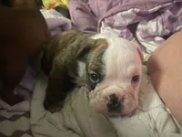 Big Head, a male English Bulldog for sale in Elizabethton, TN – Photo 1 of 6