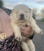 Teddy, a male Chow Chow for sale in Ontario, OR – 3 of 4
