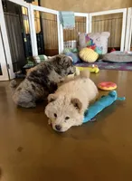 Teddy, a male Chow Chow for sale in Ontario, OR – 4 of 8