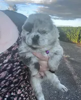 Willow , a female Chow Chow for sale in Ontario, OR – 5 of 6