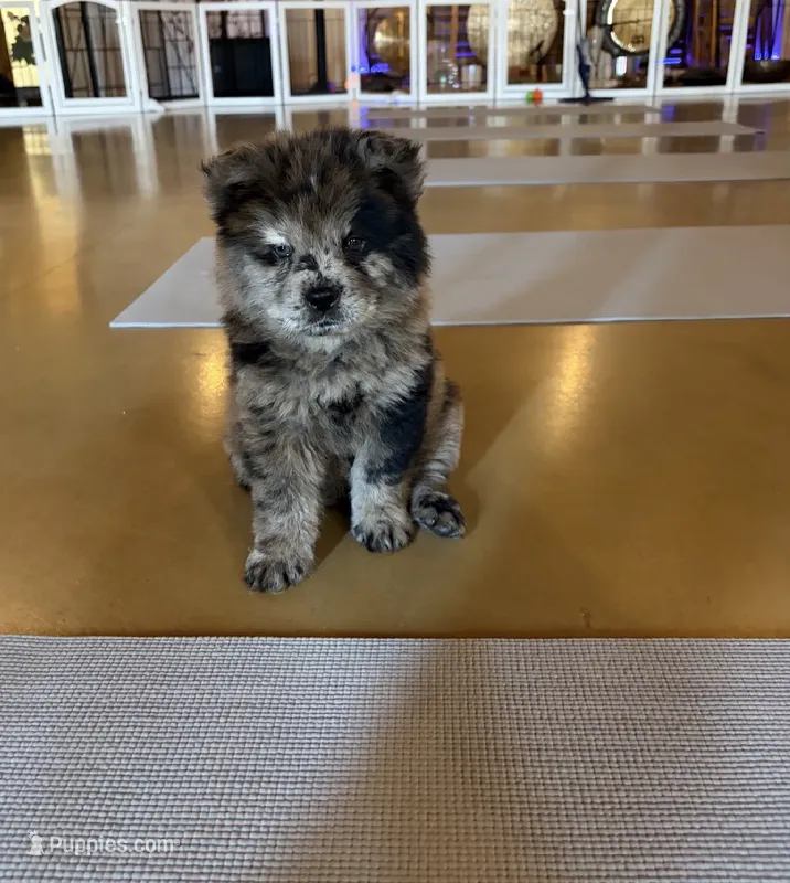 Rocky – Chow Chow puppy for sale in Ontario, OR