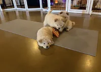 Teddy, a male Chow Chow for sale in Ontario, OR – 2 of 8
