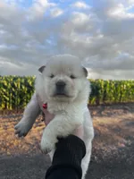 Bella, a female Chow Chow for sale in Ontario, OR – 3 of 5