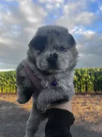 Willow , a female Chow Chow for sale in Ontario, OR – 3 of 6
